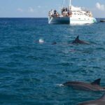 Private: Samana: Bay of Samaná Whale Watching Experience - Who is This Tour Best For?