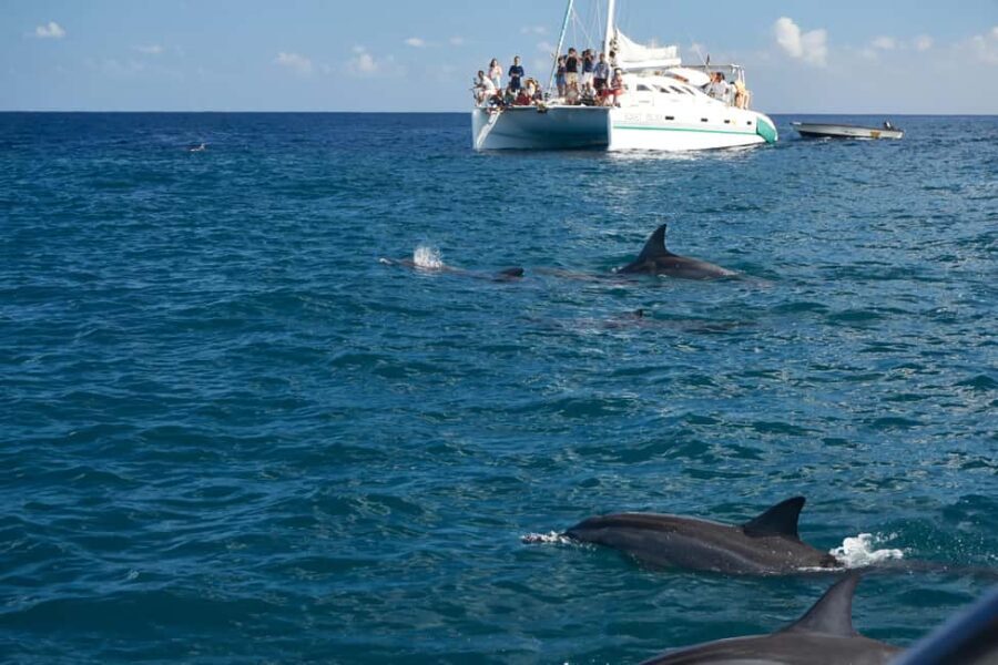 Private: Samana: Bay of Samaná Whale Watching Experience - Who is This Tour Best For?