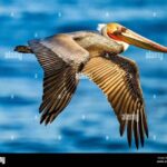 Private: Samaná: Cayo Levantado Day Trip with Lunch & Drinks - Exploring the Cayo Levantado Experience