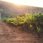 Private San Antonio Port, visit Chocalan Winery & Transfer Hotel - In-Depth Look at the Winery Tour