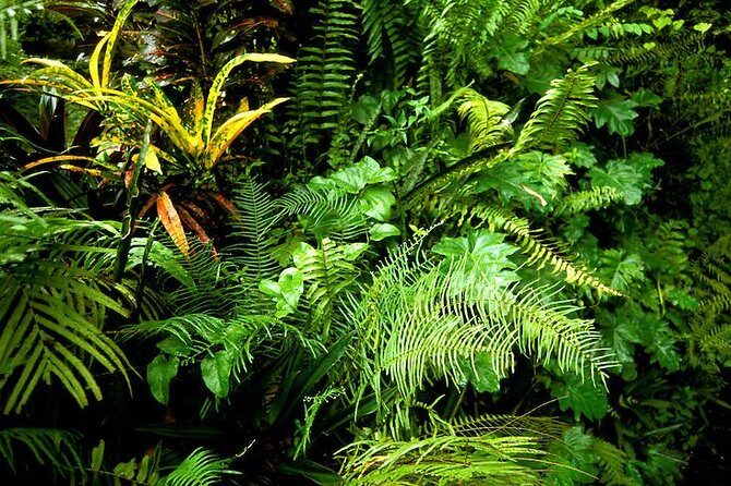 Private Sightseeing Tour in & Around Ocho Rios