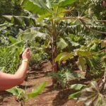 Private Sloth Encounter Waterfall And Corobici Floating Tour - Practical Considerations and Tips