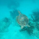 Private snorkel with 2 stops in Aruba - Eco-friendly! - A Detailed Look at the Aruba Snorkel Adventure