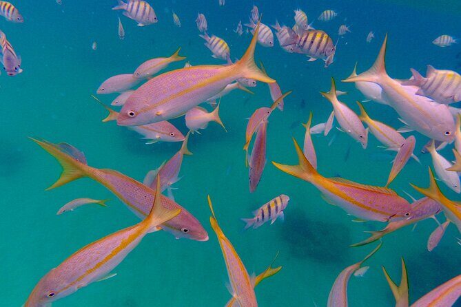 Private Snorkeling Adventure in Puerto Rico's Natural Reserve - Final Thoughts: Is It Worth It?