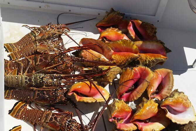 Private Snorkeling And Fishing Activity - Why Choose This Tour?