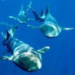 Private Snorkeling (Hol Chan Marine Reserve and Shark Ray Alley) - FAQs