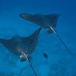 Private Snorkeling Tour by boat in Flamingo Beach - Why This Tour Stands Out