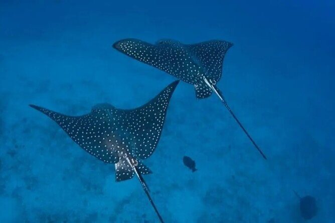 Private Snorkeling Tour by boat in Flamingo Beach - Why This Tour Stands Out