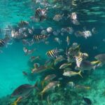 Private Speed Boat for Snorkeling or Fishing in Nassau - 34ft - Why This Tour Outshines in Value and Experience