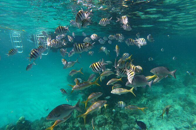 Private Speed Boat for Snorkeling or Fishing in Nassau - 34ft - Why This Tour Outshines in Value and Experience