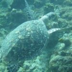 Private St. Maarten Cruise - Hakuna Matata Catamaran - The Price and What You Get