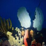 Private Sunset Charter + Guided Night Snorkeling in St Thomas - Why This Tour Works