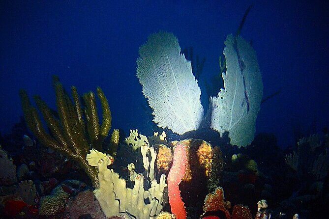 Private Sunset Charter + Guided Night Snorkeling in St Thomas - Why This Tour Works