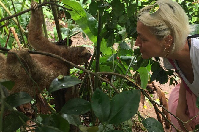 Private Tenorio Rainforest Hanging Bridges and Sloth Encounter - A Deep Dive into the Tour Experience