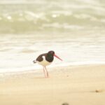 Private Tour at The National Reserve of Paracas - The Sum Up