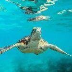 Private Tour: Barbados Catamaran Snorkeling Cruise - What Makes This Tour Stand Out?