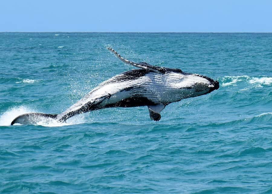 Private Tour Cabo Frio: Natural Beauty and Local Culture - Price and Value