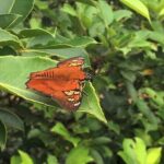 Private Tour - Cerro Gaital Natural Monument Trail - Who Will Benefit Most?