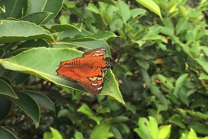 Private Tour - Cerro Gaital Natural Monument Trail - Who Will Benefit Most?