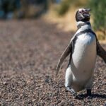 Private Tour Discovering Punta Tombo Penguin Reserve From Puerto Madryn - Why This Tour Stands Out