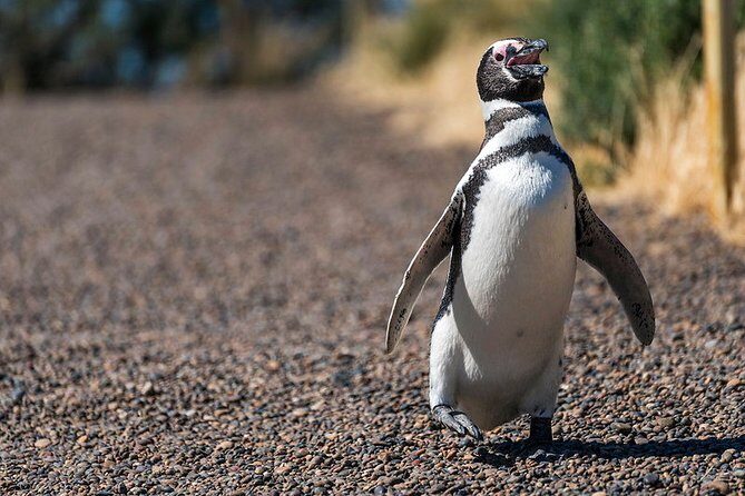 Private Tour Discovering Punta Tombo Penguin Reserve From Puerto Madryn - Why This Tour Stands Out