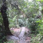 Private Tour El Yunque Rainforest swimming waterfall - A Closer Look at the El Yunque Waterfall Private Tour