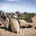 Private Tour for Punta Tombo Cruise Ships - FAQ