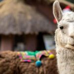 Private Tour from Cusco | Llama Tour + Clay Healing - Exploring the Day: A Step-by-Step Breakdown
