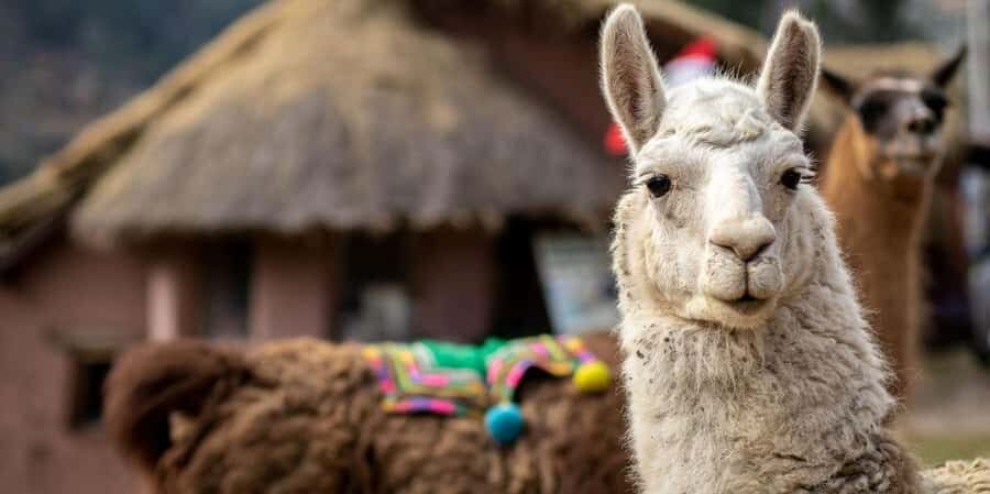 Private Tour from Cusco | Llama Tour + Clay Healing - Exploring the Day: A Step-by-Step Breakdown