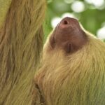 Private Tour Hanging Bridges La Fortuna Waterfall and Volcano - What’s Included and What’s Not