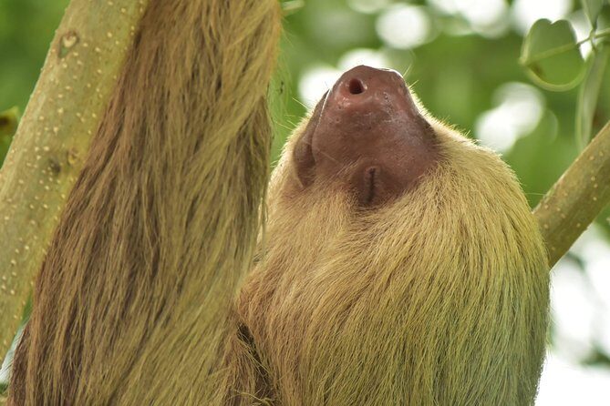 Private Tour Hanging Bridges La Fortuna Waterfall and Volcano - What’s Included and What’s Not