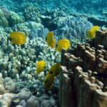 Private Tour History, Local Food and Snorkeling Whole Island - What Travelers Are Saying & Practical Insights