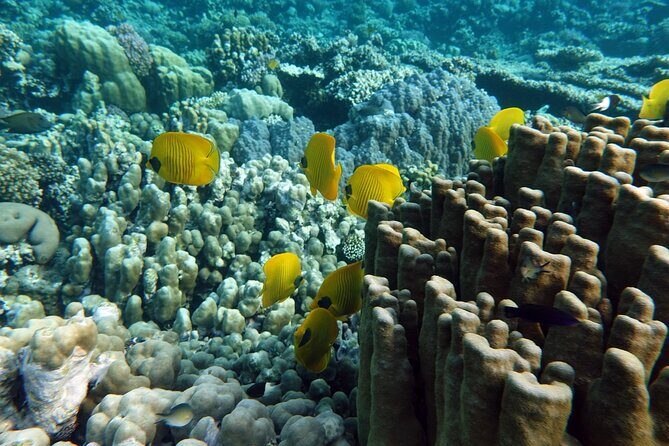 Private Tour History, Local Food and Snorkeling Whole Island - What Travelers Are Saying & Practical Insights