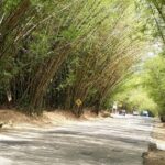 Private Tour in Dunns River Falls - Detailed Breakdown of the Tour Experience