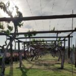 Private tour in Maipú - Authenticity and Local Flavors