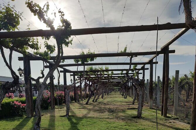 Private tour in Maipú - Authenticity and Local Flavors