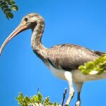 Private tour in Palo Verde with Boat ride - A Closer Look at the Tour Experience