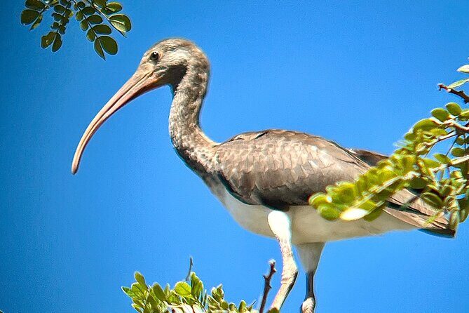 Private tour in Palo Verde with Boat ride - A Closer Look at the Tour Experience