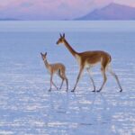 Private Tour in Uyuni Salt Flats with Wine Tasting - Potential Drawbacks