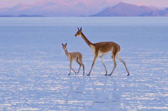 Private Tour in Uyuni Salt Flats with Wine Tasting - Potential Drawbacks