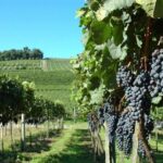 Private Tour in Vale dos Vinhedos in Bento Gonçalves RS - Final Thoughts