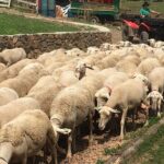 Private tour on Caminhos de Pedra in Bento Gonçalves RS - Practical Details and Tips