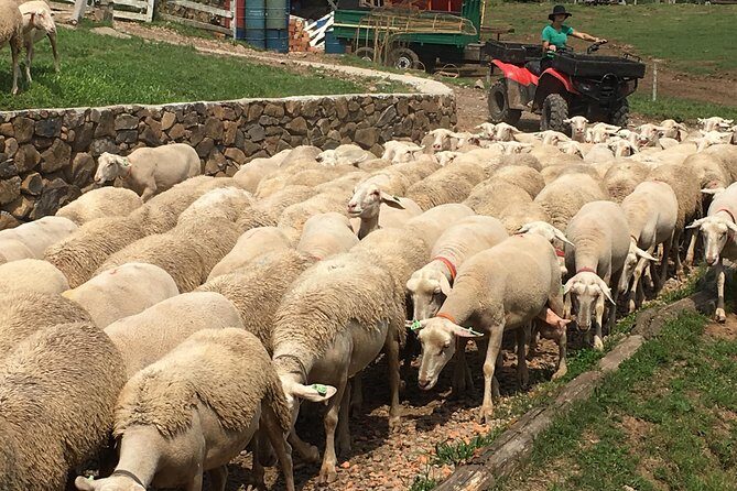 Private tour on Caminhos de Pedra in Bento Gonçalves RS - Practical Details and Tips
