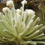 Private Tour - Páramo de Santurban (Nature) - The Sum Up