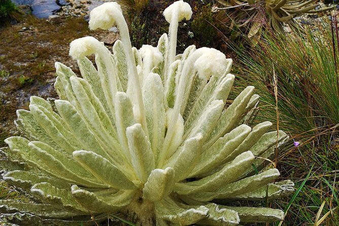 Private Tour - Páramo de Santurban (Nature) - The Sum Up