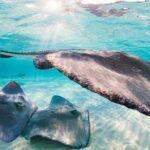Private Tour Starfish Point, Stingray City, Coral Garden - What Makes This Tour Stand Out