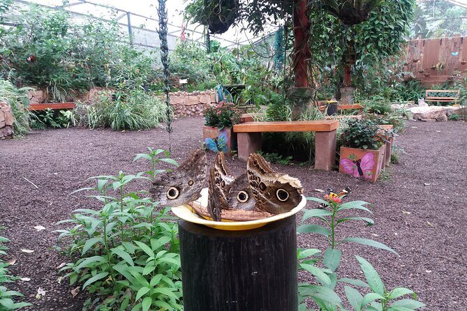 Private Tour to Mindo with Hummingbird Reserve, Tarabita and Butterfly Farm - Who Is This Tour Best Suited For?