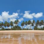 Private Tour to Praia do Forte and Praia de Guarajuba from Salvador - FAQ