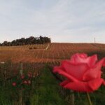 Private Tour to Serra Gaucha Wineries with Tasting - Authentic Experiences and Why They Matter