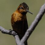 Private Tour to spotting condors at Antisana volcano all included - Why This Tour Offers Excellent Value